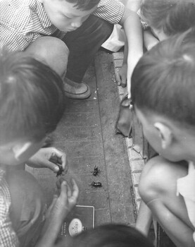 A photograph of Vietnamese children on their way to school, at Baria stopped in the street to conduct cricket fights. 