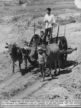 A photograph of a local farmer and his sons drive their cart out into the paddy fields of Phuoc Tuy Province. 