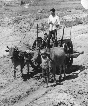 A photograph of a local farmer and his sons drive their cart out into the paddy fields of Phuoc Tuy Province. 