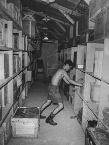 A photograph of two storemen at the 1st Australian Field Hospital Vung Tau, sorting and packing new supplies that have just arrived from Australia. 