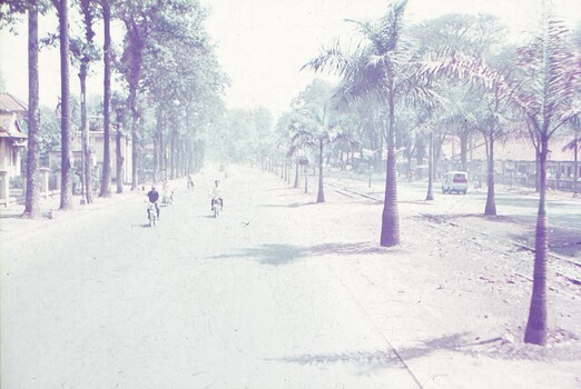 Road with trees lining onside and palm trees the other, along side train tracks.