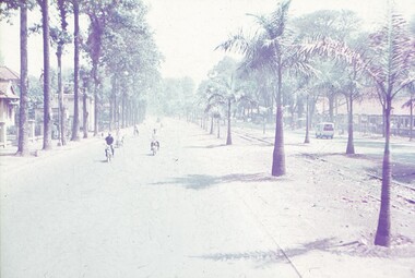 Road with trees lining onside and palm trees the other, along side train tracks.