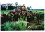Coloured image of a jungle scene of soldiers fully equipment for combat.