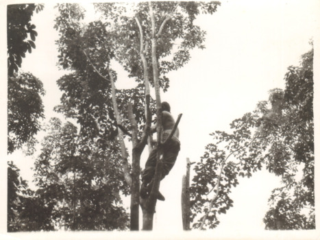 A Black and White Photograph of a Soldier Climbing a Tree