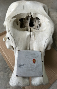 Animal specimen - Elephant skull, Sabu