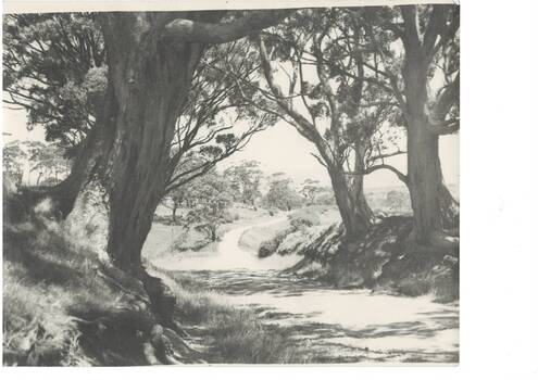 View from Mount Buninyong through eucalyptus tress, road winding downhill.