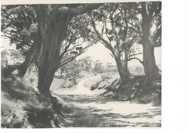 View from Mount Buninyong through eucalyptus tress, road winding downhill.