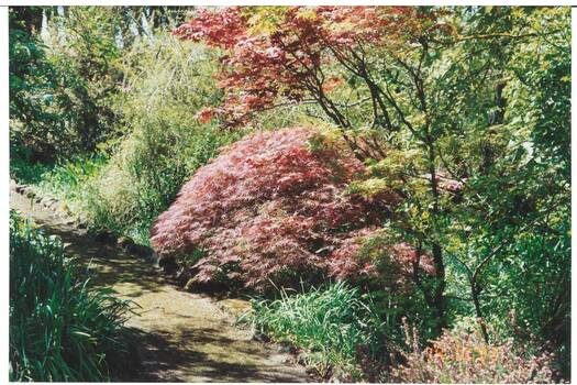 Cottage-style garden, gravel path curving to left, Japanese Maple with autumn foliage centre.