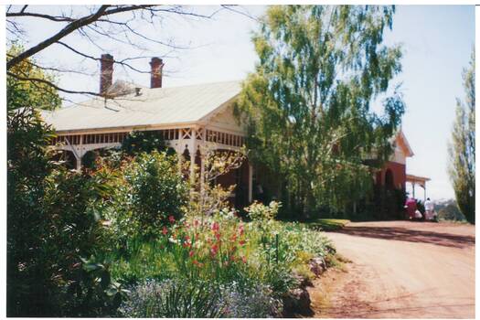 Brick Victorian house, single story, looking up gravel driveway, Birch tree centre, cottage garden left foreground