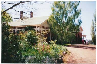 Brick Victorian house, single story, looking up gravel driveway, Birch tree centre, cottage garden left foreground