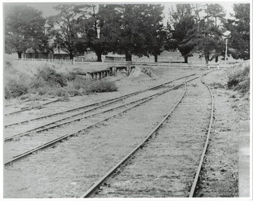 Dual railway lines converging to single track ending at buffers before Cypress-lined street.  Small loading platform to left.