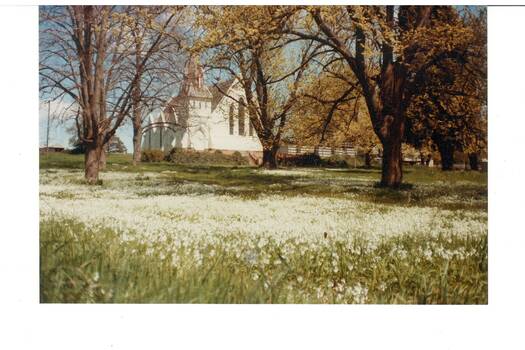 White rendered church through trees, carpet of white flowers, trees are coming into leaf.