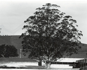 View of Engineering Building Mt Helen Campus and Green Hill, Tasmanian Blue gum in foreground 1970