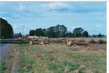 View of South side of Yendon main street showing felled pine trees, remaining avenue of trees visible on Northern side