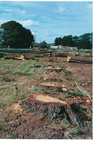 Main street of Yendon from the West showing close up of the tree logs and stumps after being cut down by Powercor
