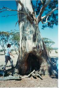 Colour photograph of trunk of Birthing Tree at Lal Lal showing the sheltered space within the tree