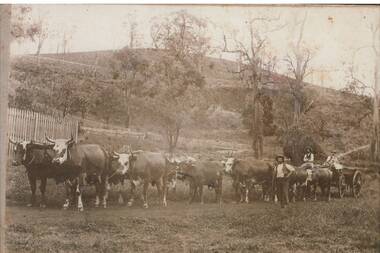 Black and white copy of a bullock team and wagon in lightly treed rural area with Mt. Noorat in the background. Two men are visible on the wagon and one man stands next to the team of twelve bullocks. Some fencing is visible in the background.