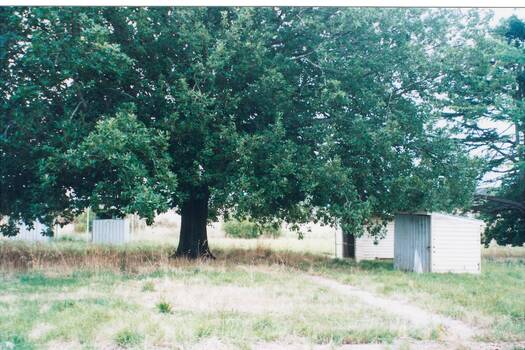 Colour photograph of Clarendon State School grounds showing aluminium outbuildings in background left and centre right. The central feature of the photograph is a very large oak tree