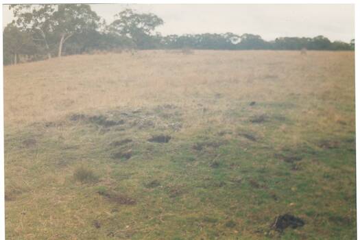 View across field of dry grass to trees. Holes and rough ground in foreground indicate indigenous oven. 