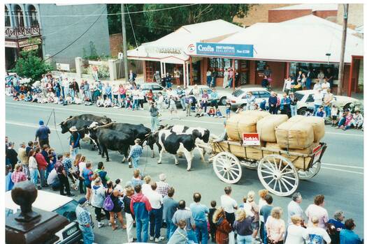 Bullock cart hauled by six bullocks, loaded with wool bales, procession along street, lined with people, shops behind.