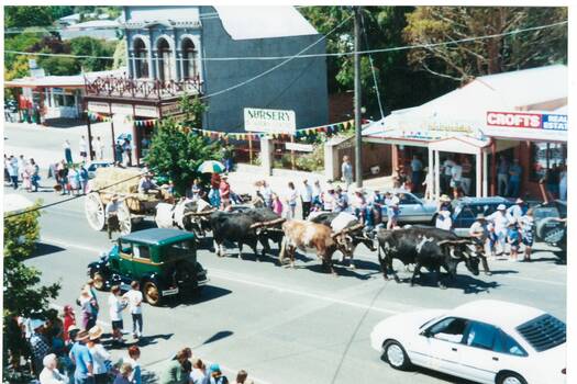 Photograph shows bullock team and dray during the Gold King Festival 1996