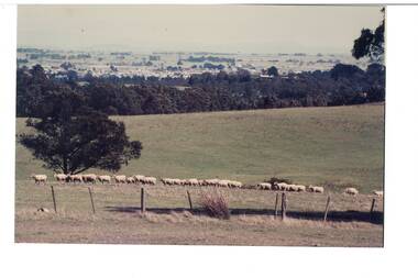 Rural landscape with sheep