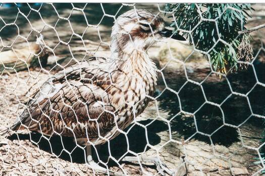 A Curlew, a bird now extinct in the area, photographed at Bulker's Winery near Rutherglen in 1997.