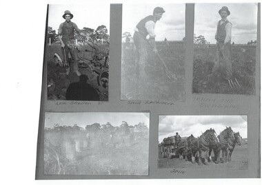 Montage of five photographs showing potato harvesting and bagging.