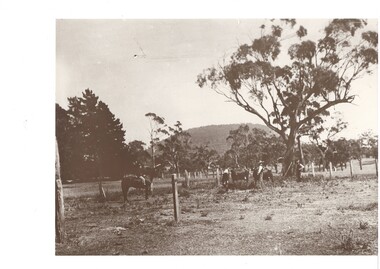 Black and white image of stockmen, cattle and one horseman in a paddock being fenced, Mt. Buninyong in the background viewed from Scott's homestead.