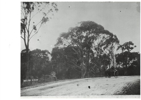 Black and white photograph of unpaved Geelong Road featuring a buggy ascending Grammar Hill showing the railway viaduct through the trees 