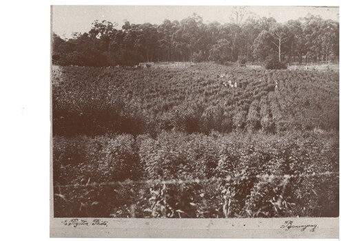 A large field planted with berries, people in the middle of the field with post and rail fencing and trees visible at rear