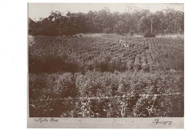 A large field planted with berries, people in the middle of the field with post and rail fencing and trees visible at rear