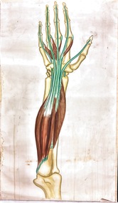 Painting - Anatomical drawing, untitled