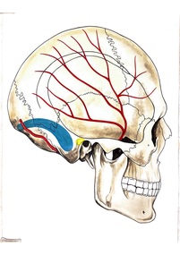 Painting - Anatomical drawing, untitled