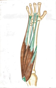 Painting - Anatomical drawing, untitled