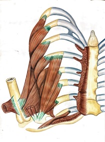 Painting - Anatomical drawing, untitled