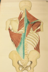Painting - Anatomical drawing, untitled