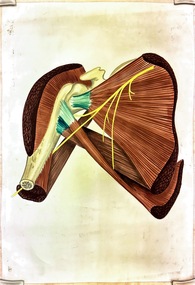 Painting - Anatomical drawing, untitled