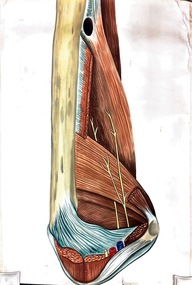 Painting - Anatomical drawing, untitled