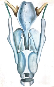 Painting - Anatomical drawing, untitled