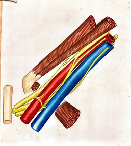 Painting - Anatomical drawing, untitled