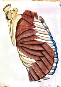 Painting - Anatomical drawing, untitled