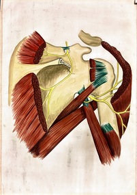 Painting - Anatomical drawing, untitled