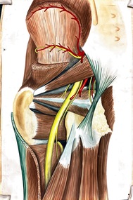 Painting - Anatomical drawing, untitled