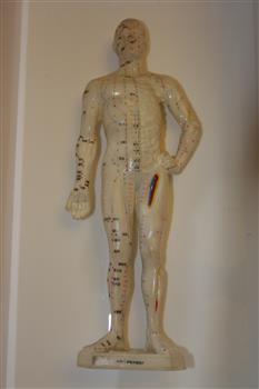 White rubber human model, with acupuncture points annotated across the mode
