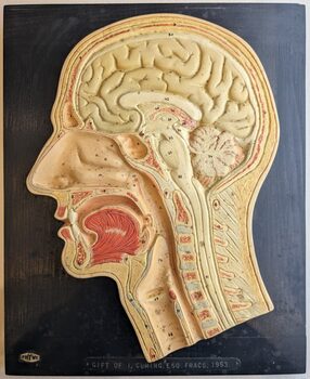 An anatomical model of a head in cross-section.