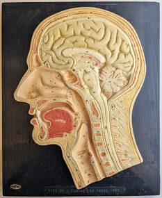 An anatomical model of a head in cross-section.