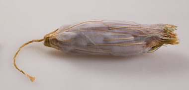 Textile, Tori de Mestre, Chrysalis