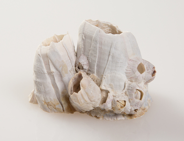 Animal specimen, Annemieke Mein, Barnacles specimen, Found 1984