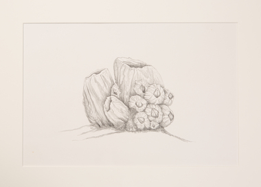 Drawing, Annemieke Mein, Study for Barnacles, 1984-1987